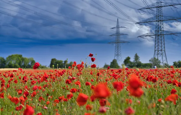 Field, summer, the sky, clouds, trees, flowers, blue, wire