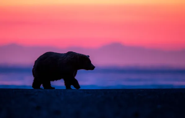 Picture dawn, morning, bear, Alaska