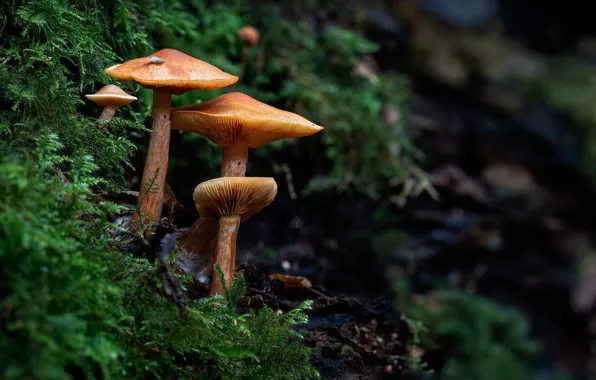 Forest, mushrooms, moss