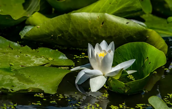 Flower, leaves, lake, pond, Lily, white, pond, Nymphaeum