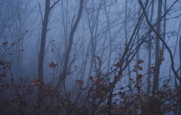 Autumn, forest, leaves, trees, branches, nature, fog