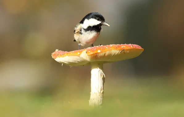 Picture nature, background, bird, mushrooms, mushroom, bird, titmouse, tit