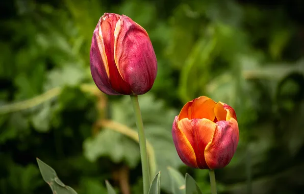 Flowers, spring, tulips, Duo