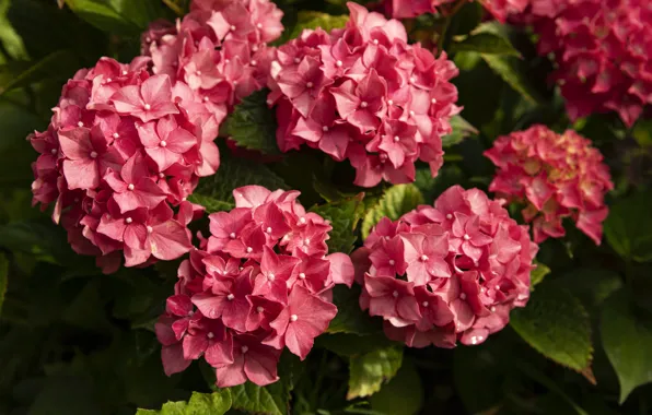 Picture flowers, red, garden, the bushes, bokeh, hydrangea
