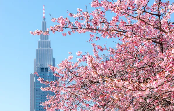 Tree, spring, Sakura, Washington, USA