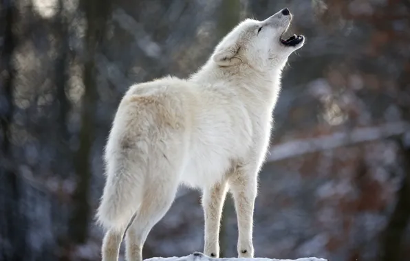 White, wolf, predator, howl, Wolf