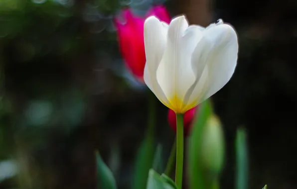 Greens, white, flowers, pink, focus, cyclamen