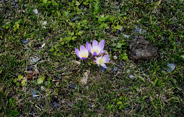 Picture flowers, Crocuses, Abkhazia, Alpine meadows