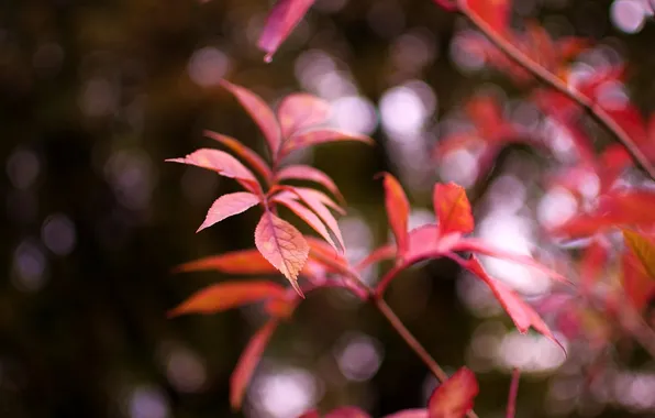 Leaves, macro, red, background, widescreen, Wallpaper, blur, wallpaper
