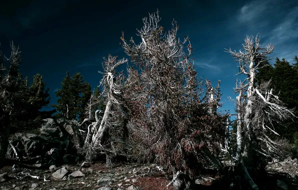 Trees, night, nature