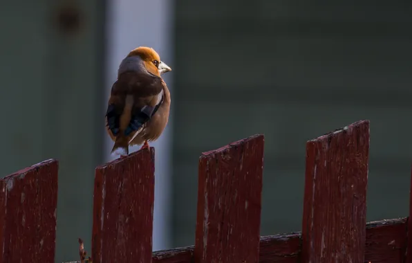 Background, bird, the fence