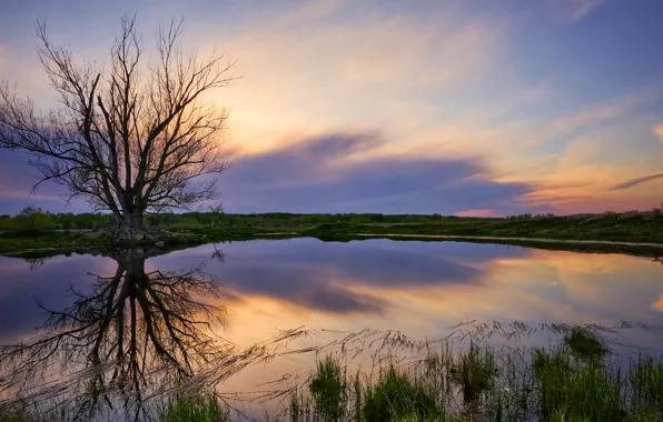 Picture the sky, trees, nature, lake
