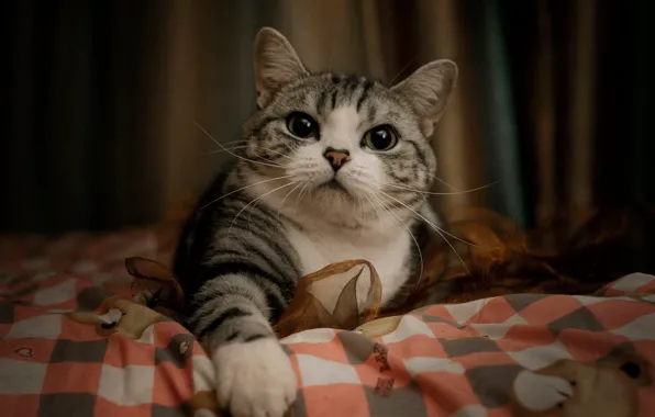 Cat, cat, look, pose, portrait, blanket, bed, face