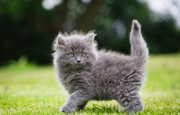 Grey, fluffy, kitty