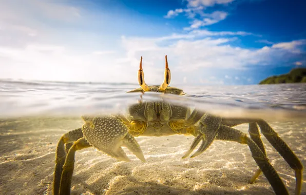 Sea, eyes, crab