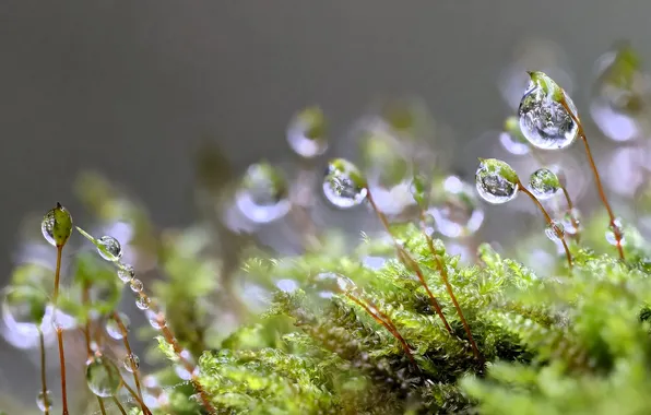 Grass, drops, macro, Rosa, stems, plants
