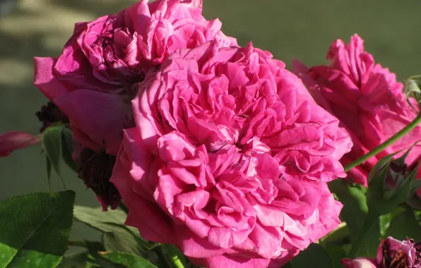 Flowers, bright, roses, pink, lush, Mamala ©, summer 2018
