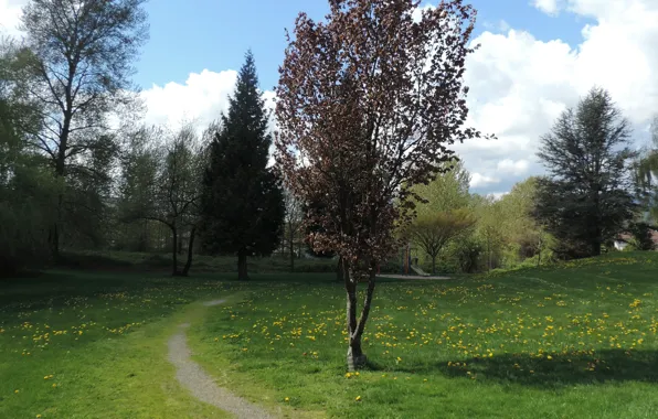 Picture field, trees, Nature, path, trees, path