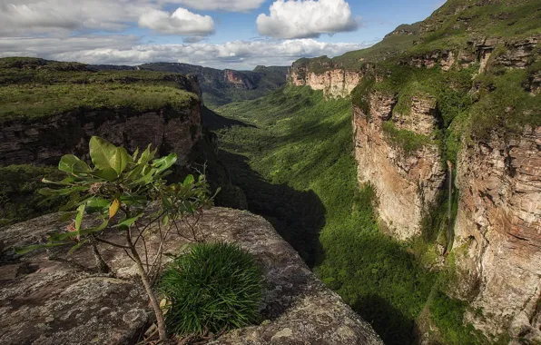 Forest, clouds, trees, canyon