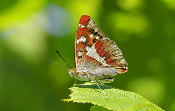 Leaves, macro, background, butterfly, wings, Perelivania willow