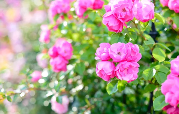 Greens, leaves, light, roses, garden, pink, the bushes, bokeh