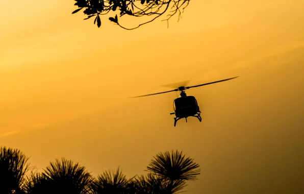 Flight, nature, dawn, spinner, silhouette, helicopter, screws, helicopter