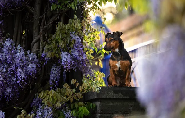 Flowers, branches, house, tree, dog, bokeh, Liana, pedestal