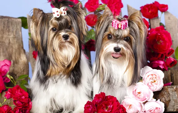 Flowers, roses, dog, girl, bow, barrette