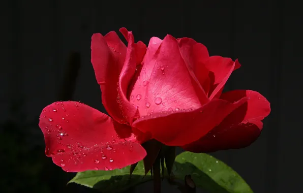 Flower, drops, droplets, Rosa, lights, background, rose, petals