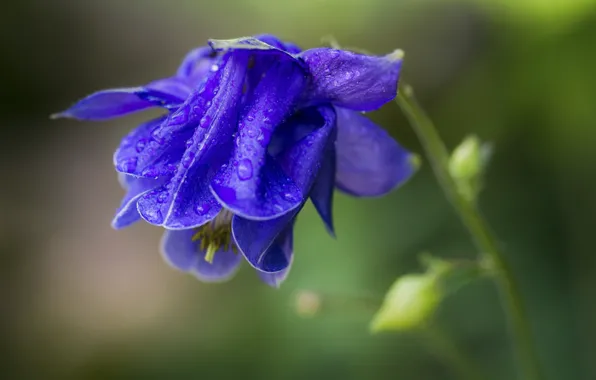 Flower, drops, macro, blue, green background