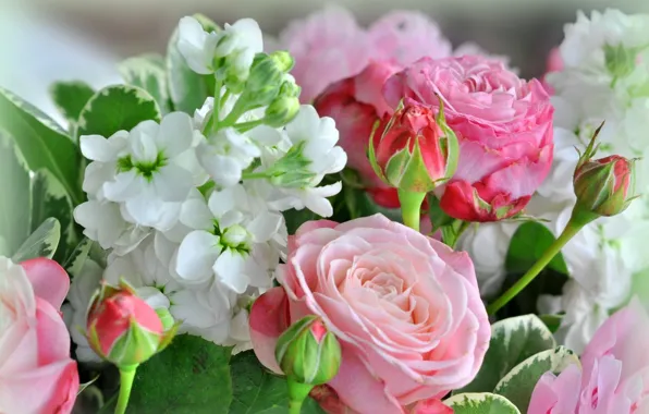 Flowers, roses, buds, gillyflower