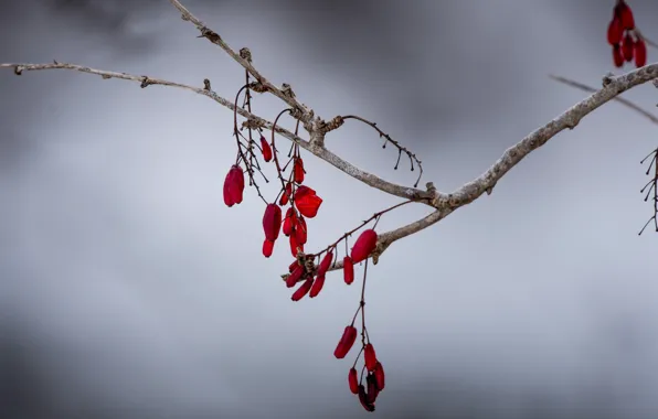 Branches, berries, background