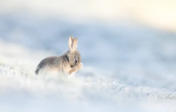 Winter, field, snow, nature, pose, grey, glade, hare