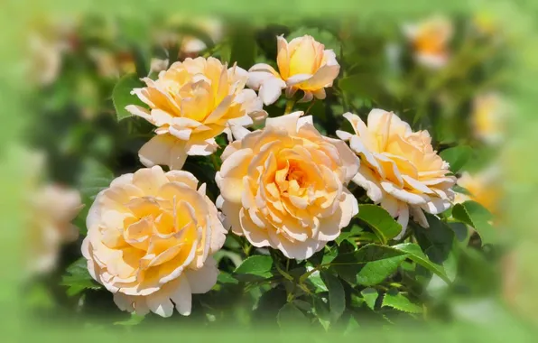 Picture flowers, roses, petals, blur, buds, yellow