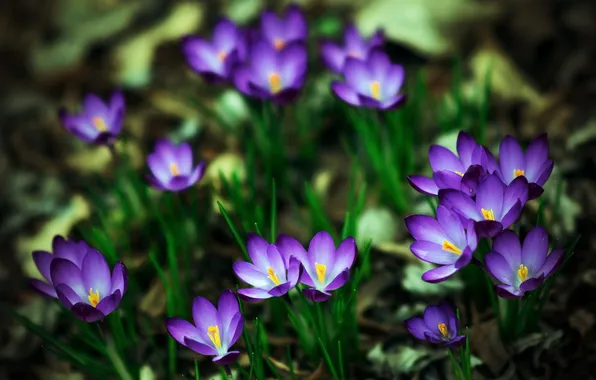 Picture spring, crocuses, saffron