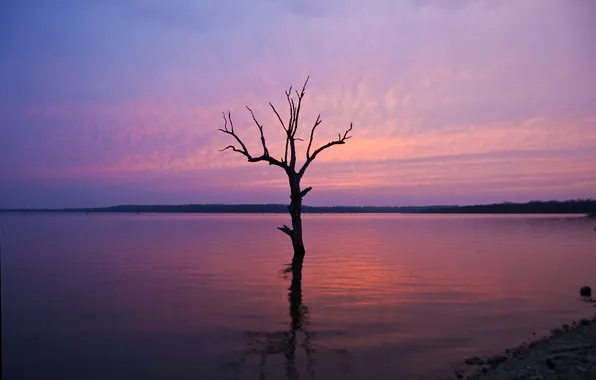 Picture the sky, sunset, lake, tree, dry