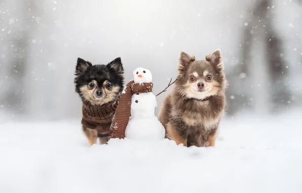 Picture winter, dogs, snow, scarf, snowman, a couple, Chihuahua