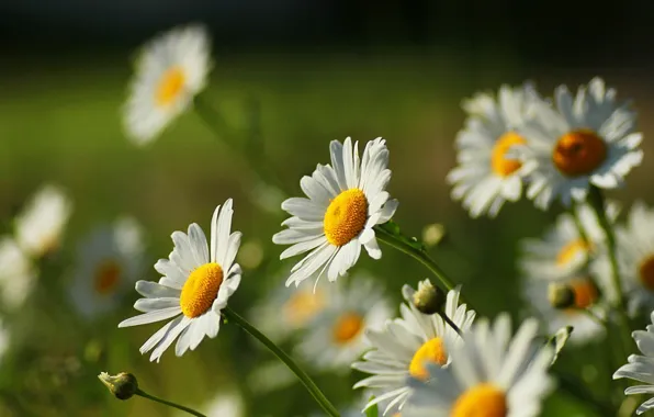 White, flower, flowers, yellow, nature, green, background, widescreen