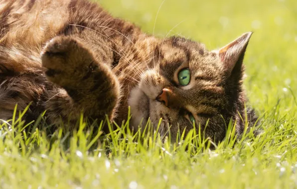 Cat, grass, cat, look, face, pose, grey, stay