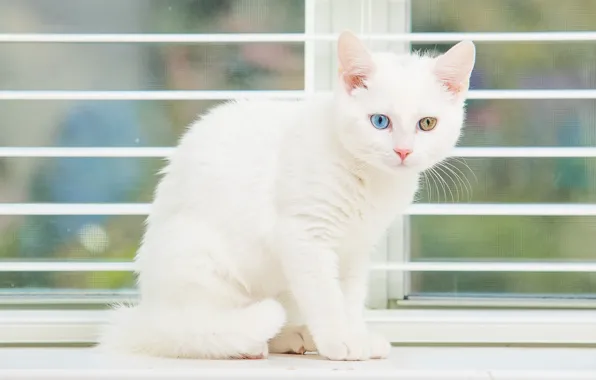 Picture white, eyes, window, kitty