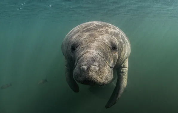 Sea, look, face, water, underwater world, under water, swimming, manatee