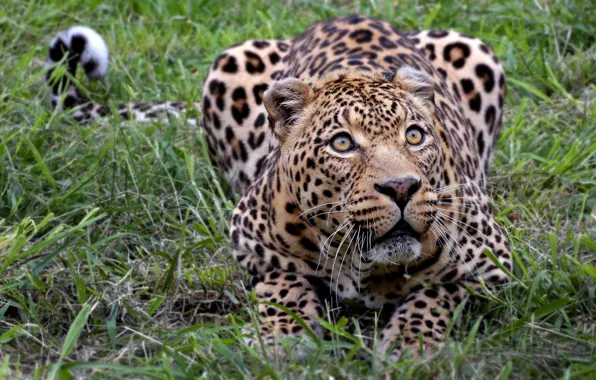 Leopard, Africa, kitty