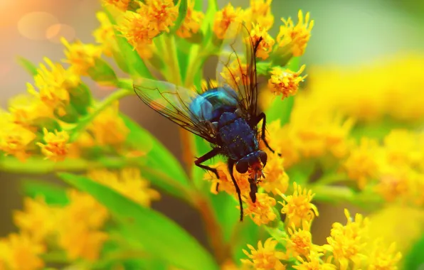 Summer, macro, flowers, fly, background, blur, yellow, insect