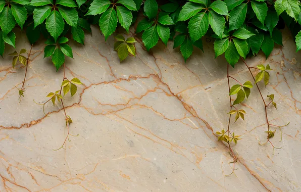 Leaves, background, wall, Wallpaper, light, wallpaper, wall, marble