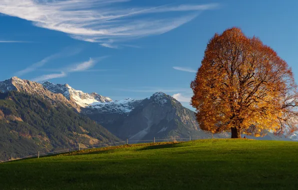Autumn, mountains, tree, Germany, Bayern, Alps, meadow, Germany