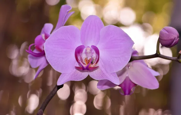 Flowers, background, pink, Orchid, bokeh