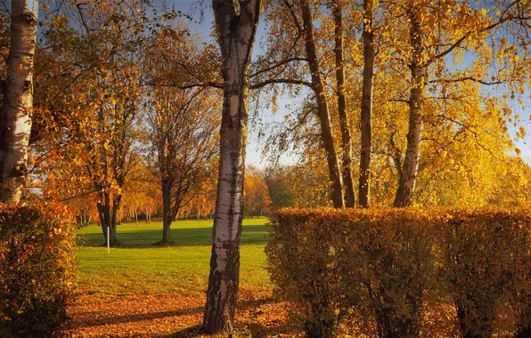 Autumn, forest, light, trees, branches, nature, Park, trunks