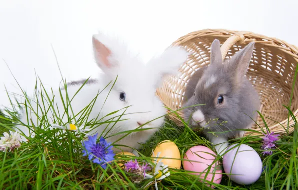 Eggs, Easter, Easter eggs, Easter, happy easter
