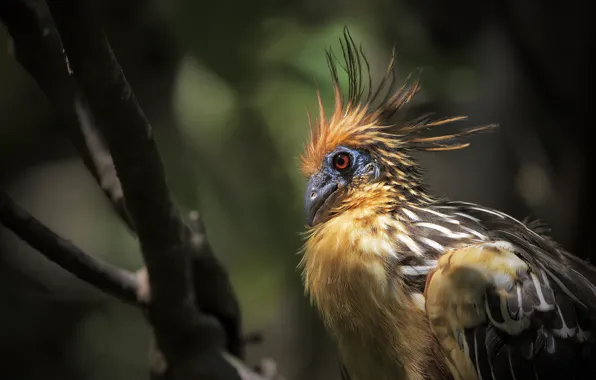 Look, light, branches, bird, portrait, bright plumage, crest, tropical