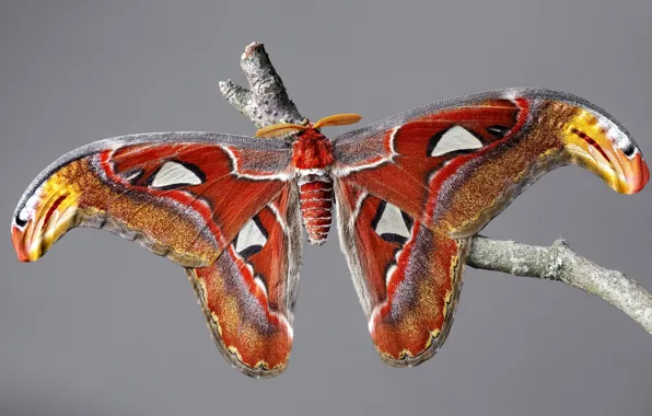 Picture macro, branches, grey, background, pattern, butterfly, beauty, insect
